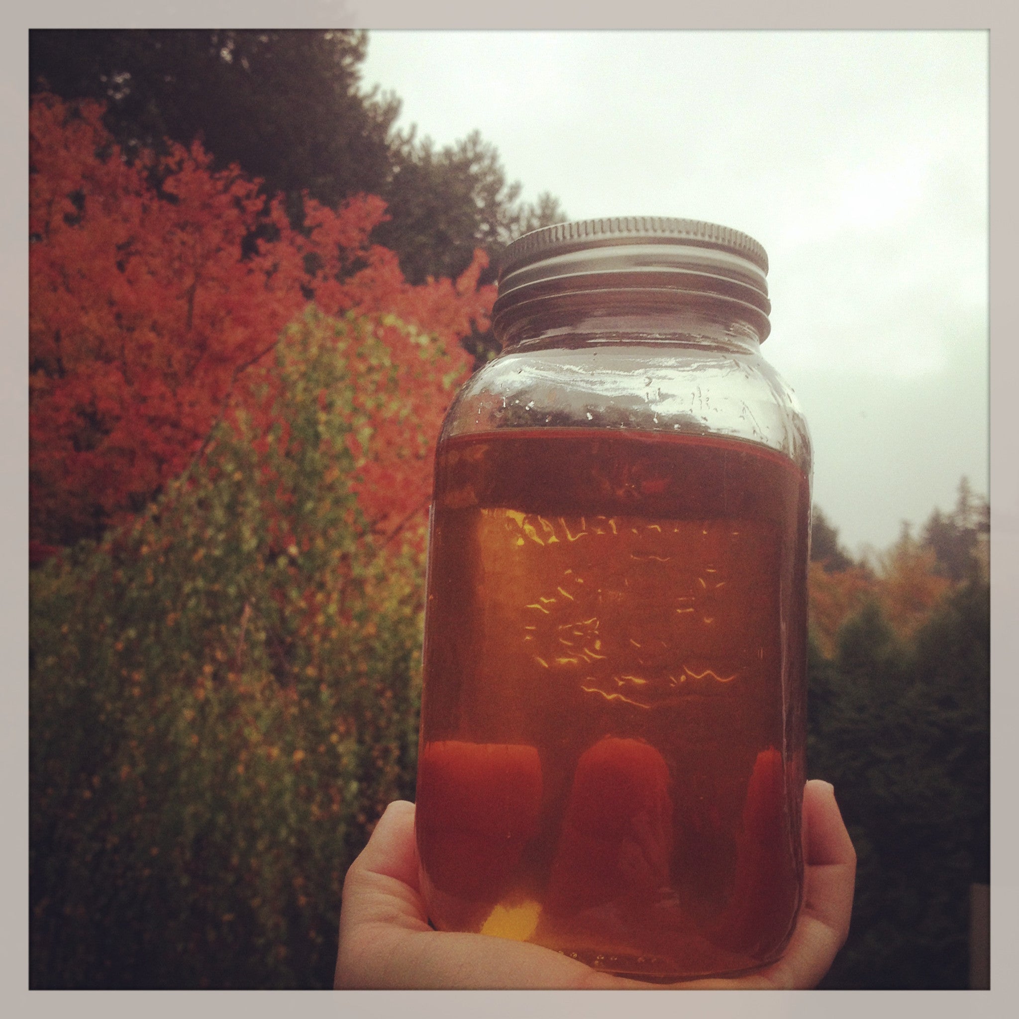Golden Bare Bum Balm Herb-Infused Oil